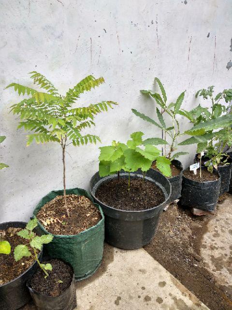 Tanaman Anggur Merah