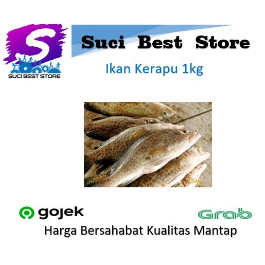 

Ikan Kerapu Fresh 1kg Promo Bandung By Suci Best Store
