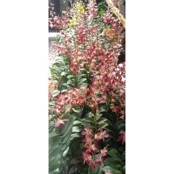 dendrobium bertachong kenop berbunga besar