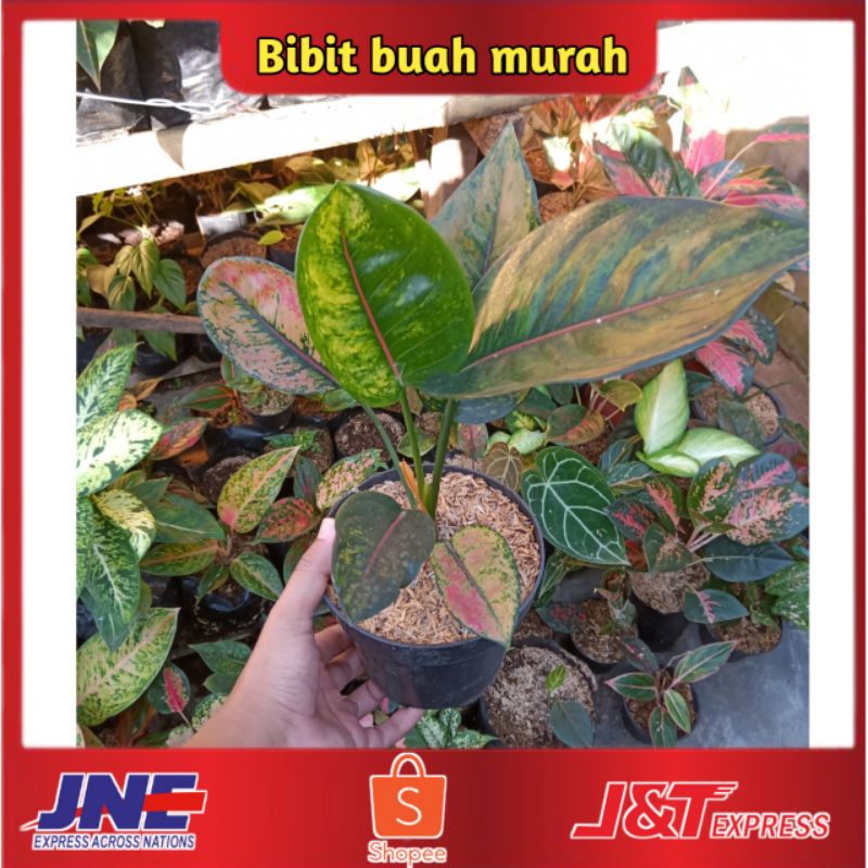 Bunga aglonema hengheng hijau termurah real picture