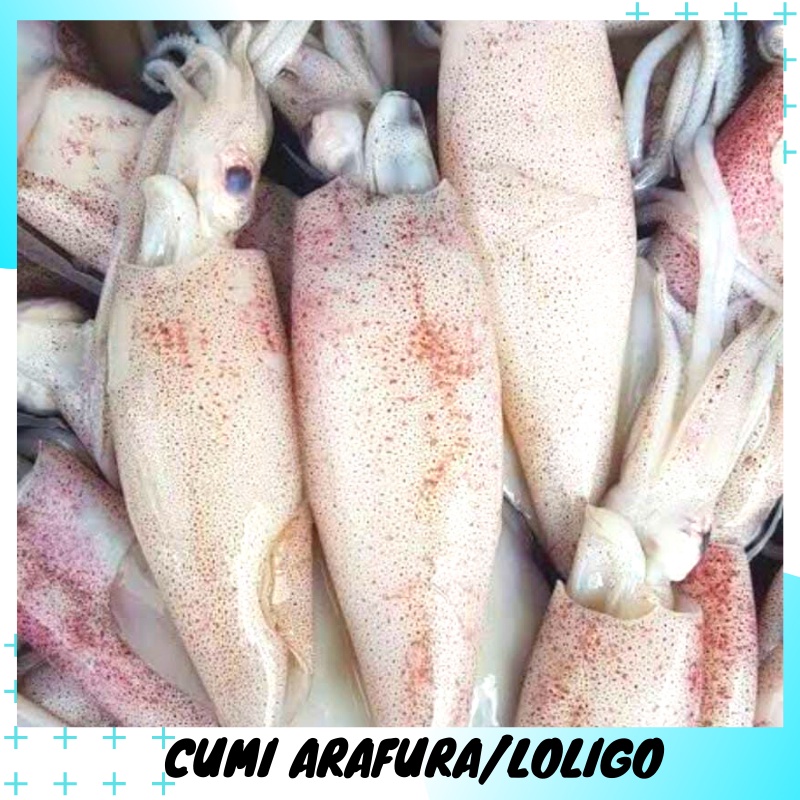 Ikan Cumi Laut Segar Loligo Arafura 500gr Cumi cumi Frozen Food Depok Bogor Jakarta Mentah Seafood F