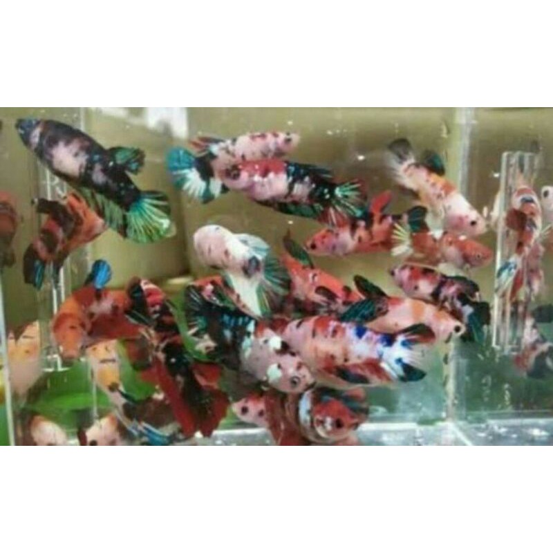 

Ikan cupang Jantan /betina Bahanan Koi#Galaxy #fccp