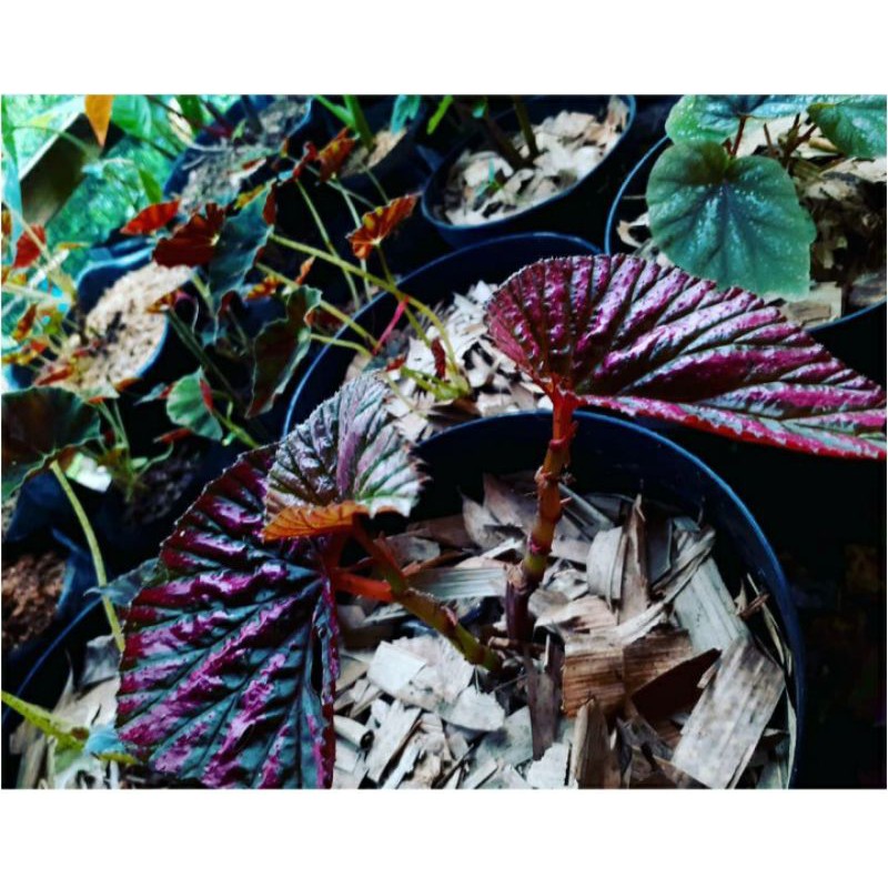 BEGONIA REX WALET