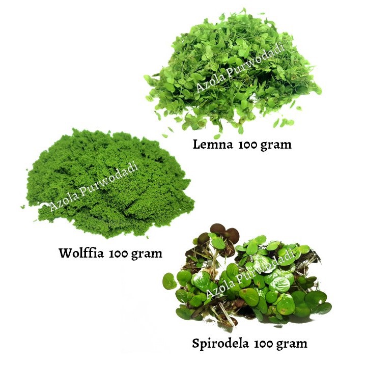 Paket isi 3 Lemna minor 100 gram , Wolffia 100 gram & Spirodela 100 gram