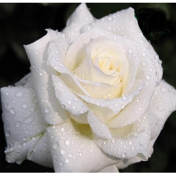 DIY Diamond Painting - 5D White Rose Stitch Kit