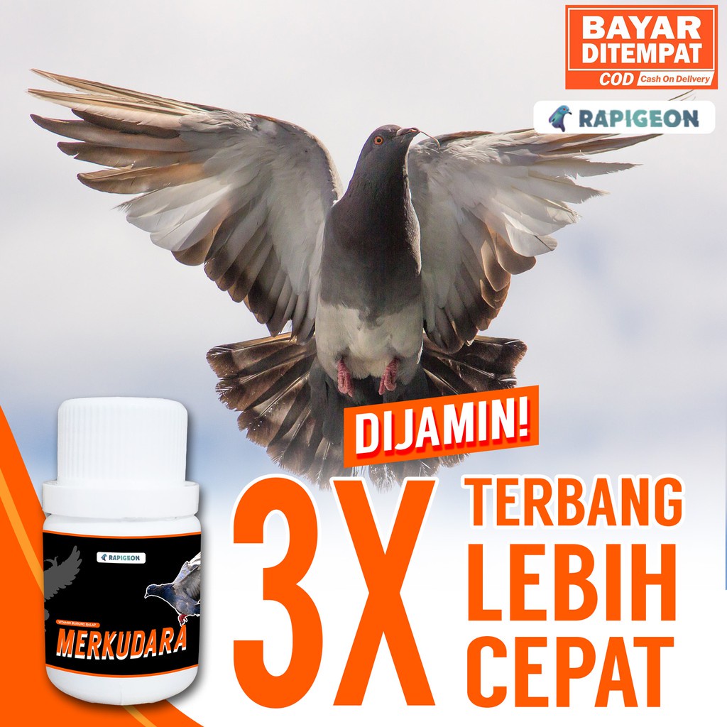 MERKUDARA JAMU MERPATI BURUNG MERPATI BURUNG DARA MERPATI BALAP