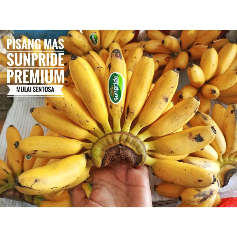 Pisang Mas Sunpride Premium 1 sisir