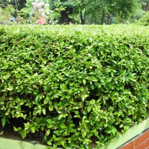 Tanaman pagar hidup Teh tehan - pohon pagar