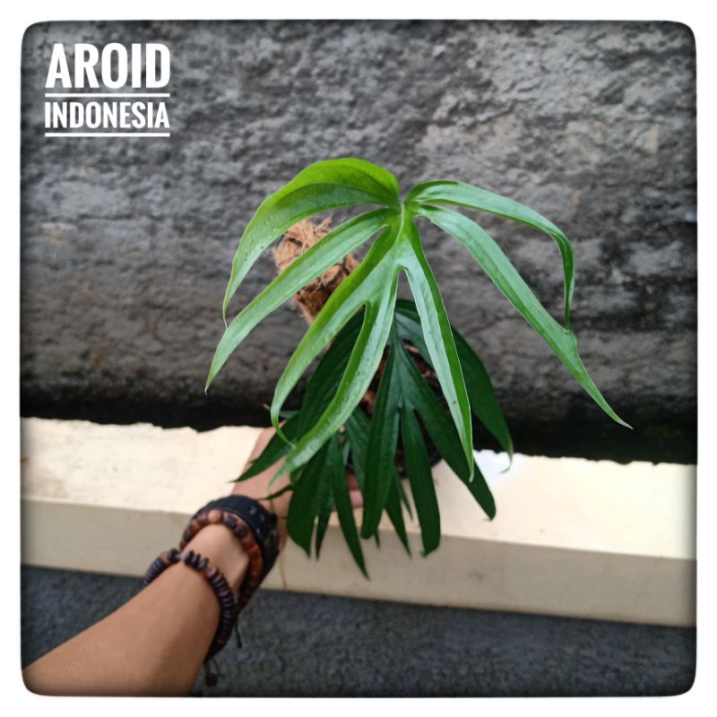 Amydrium Zippelianum (Realpict)