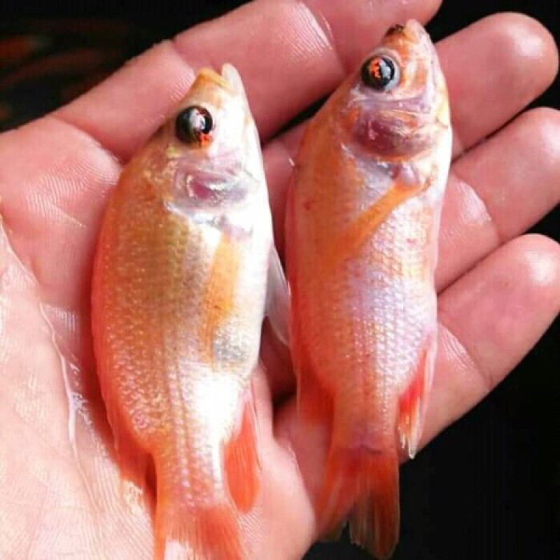 bibit ikan nila merah