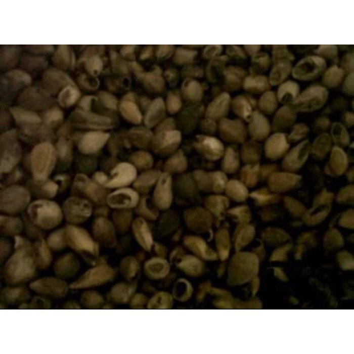 1 kg Biji Benih Tanaman Pohon Gmelina Unggul