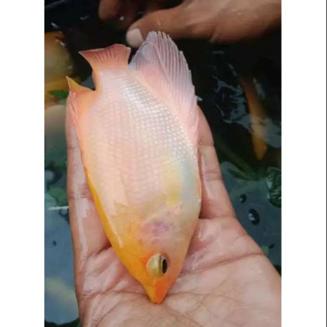 gurami gurame padang ukuran 5-6