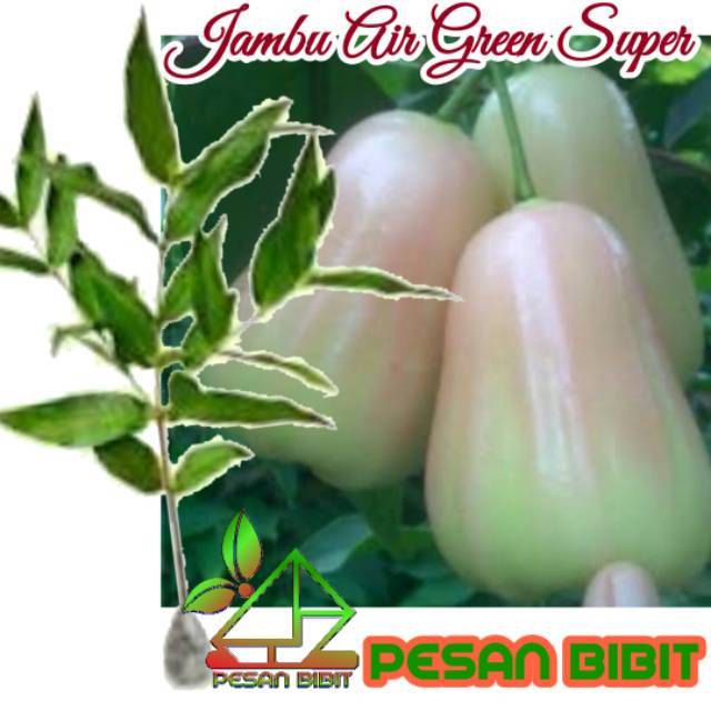 BIBIT JAMBU AIR SUPER GREEN
