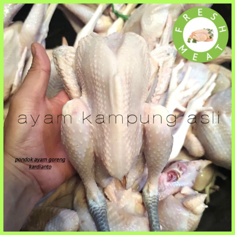 

ayam kampung fresh