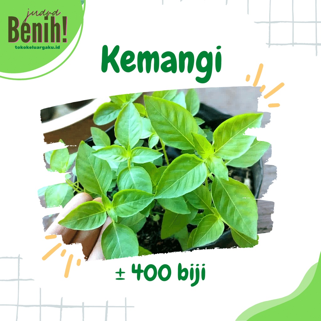 Jual Benih Bibit Kemangi Harum Lalap Super 400 Biji Bibit Tanaman