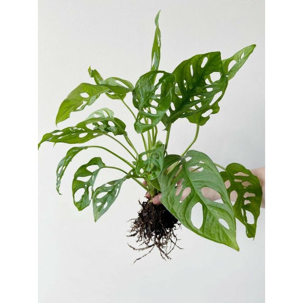 PROMOMONSTERA JANDA BOLONG MURAH-pohon monstera-tanaman hias monstera janda bolong (Tanaman hias hid