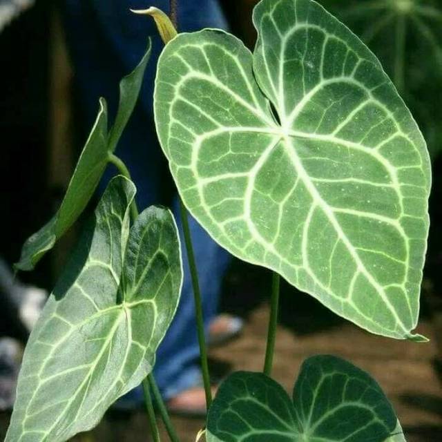 Tanaman hias kuping gajah - tanaman kuping gajah