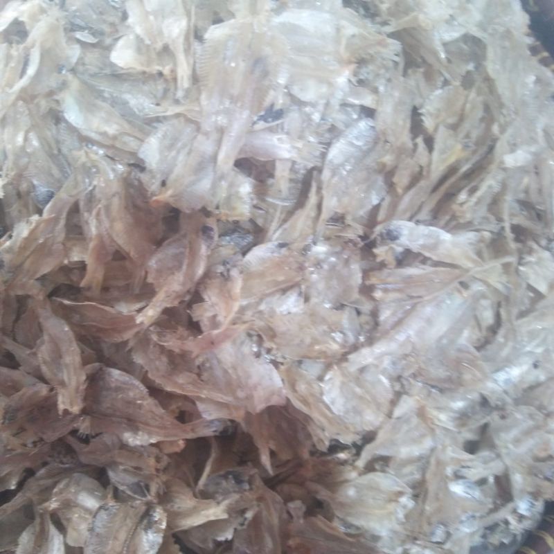 

IKAN KALAPAN BERAT 100GR