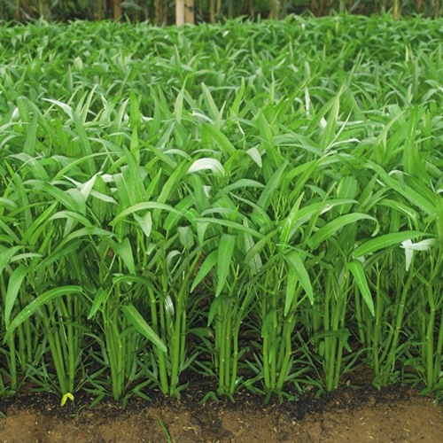 Bibit Kangkung Super Benih Tanaman Sayuran Hidroponik Unggul