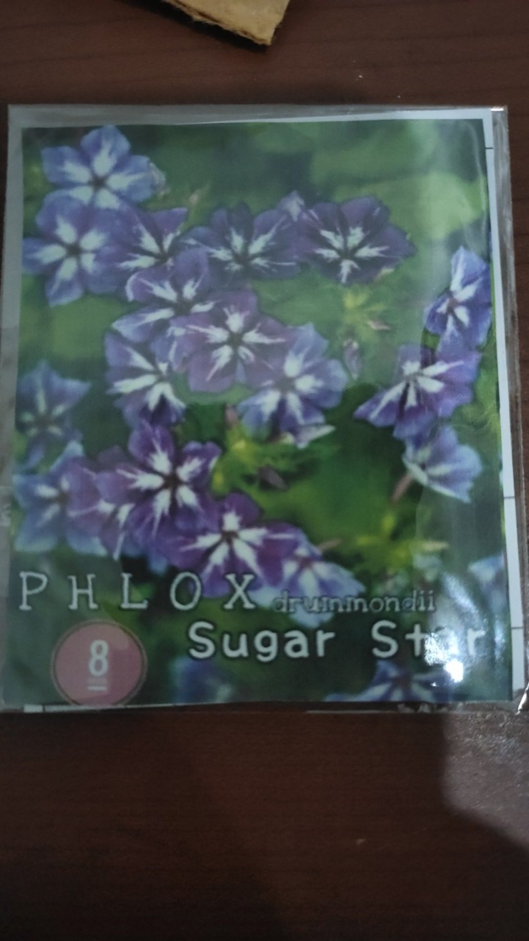 Phlox Sugar Star, 8 Biji