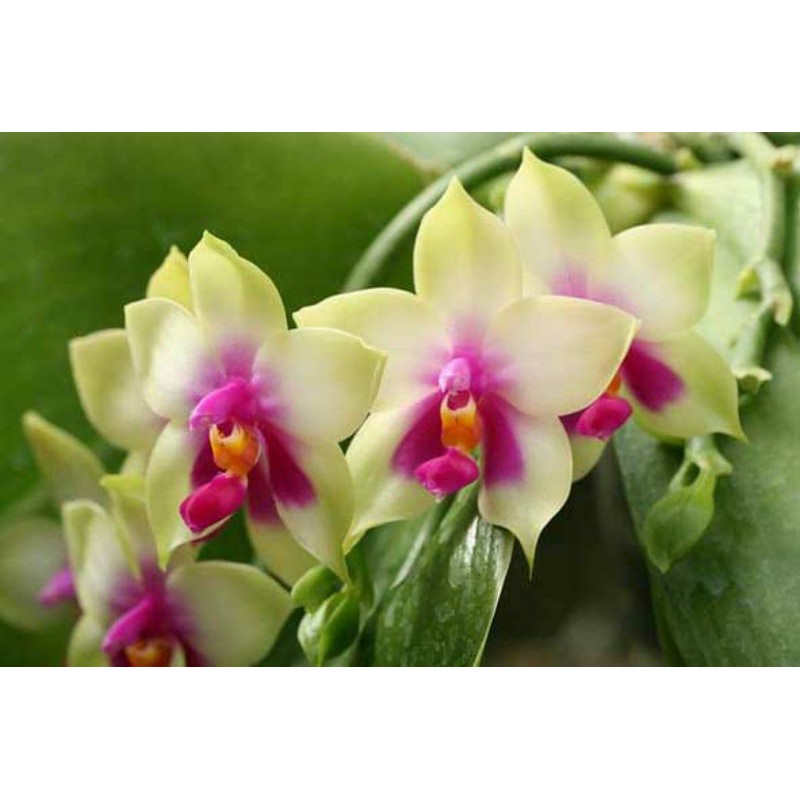 bunga anggrek phalaenopsis bellina rawatan
