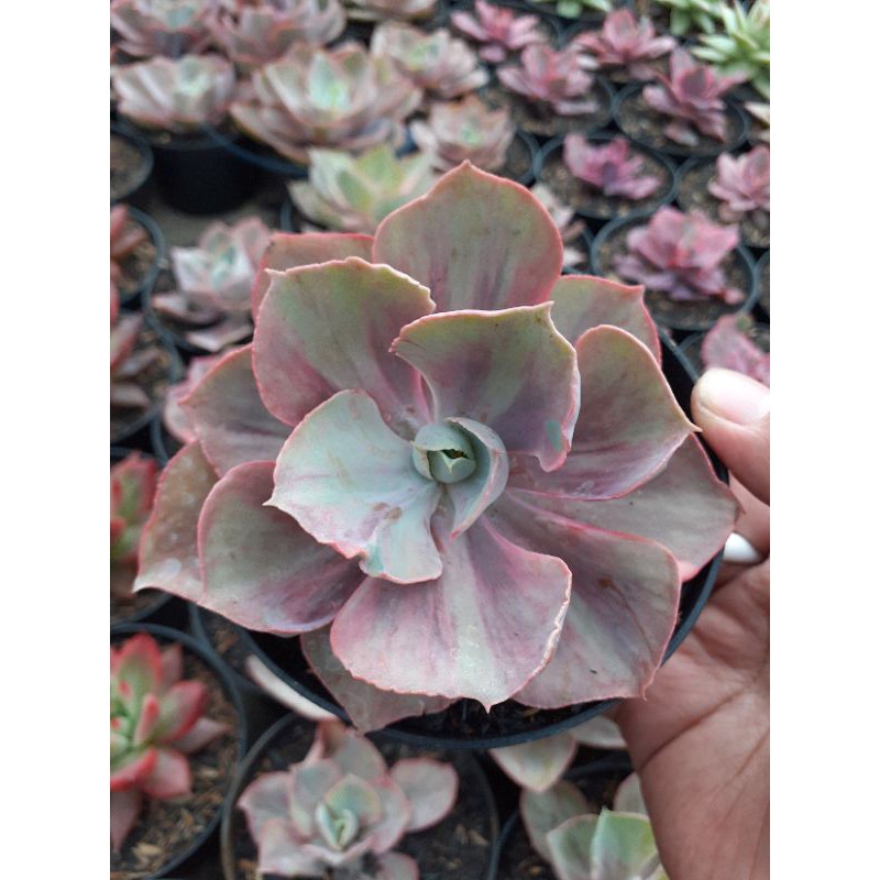 echeveria shaviana rose rainbow