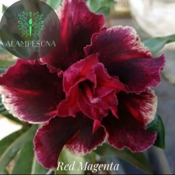 Bibit Bunga Kamboja Adenium Red Magenta - Tanaman Hias