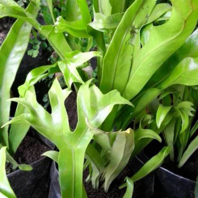 Tanaman pakis kadaka tanduk rusa