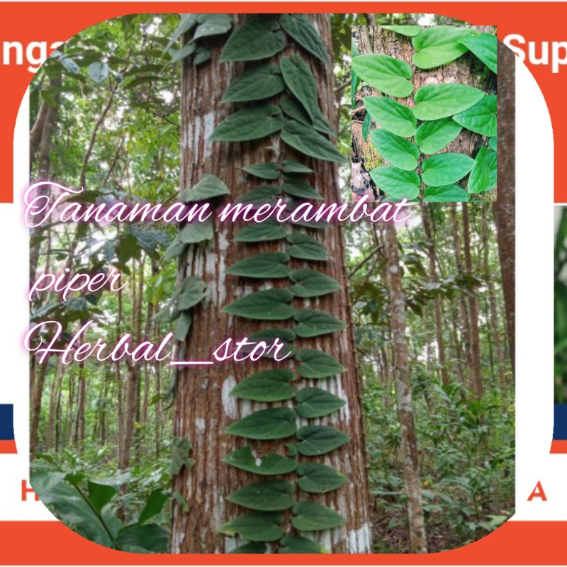 piper bulu/clypeatum tanamn hais merambat berbulu