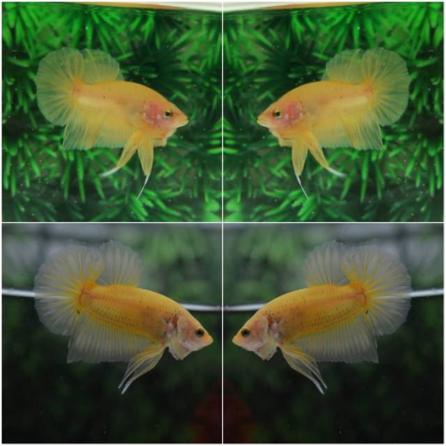 5300 Koleksi Cupang Plakat Koi Yellow Terbaik