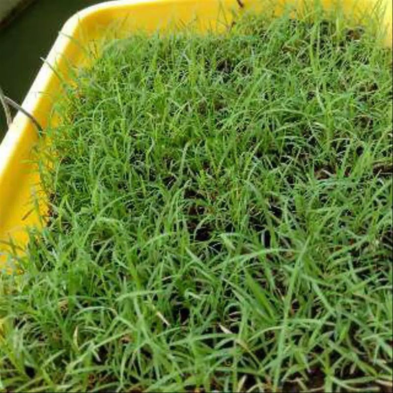 Bibit Rumput Golf Bermuda Grass Rumput Swiss