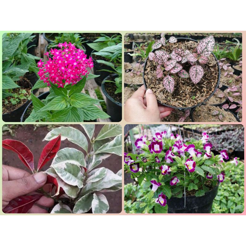 Paket 4 Bunga cantik/Toko Tanaman Hias murah Bandung.