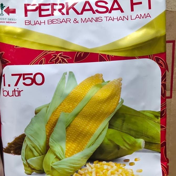 FREE ONGKIR Benih jagung manis hibrida PERKASA F1 1750 butir jagung perkasa manis