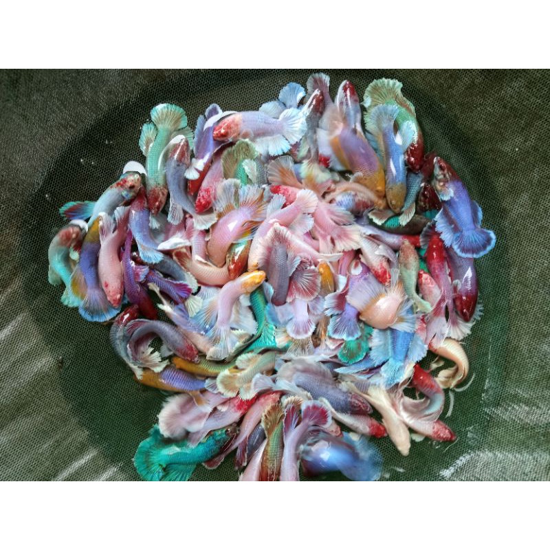 ikan cupang betina big R lavender+bonus