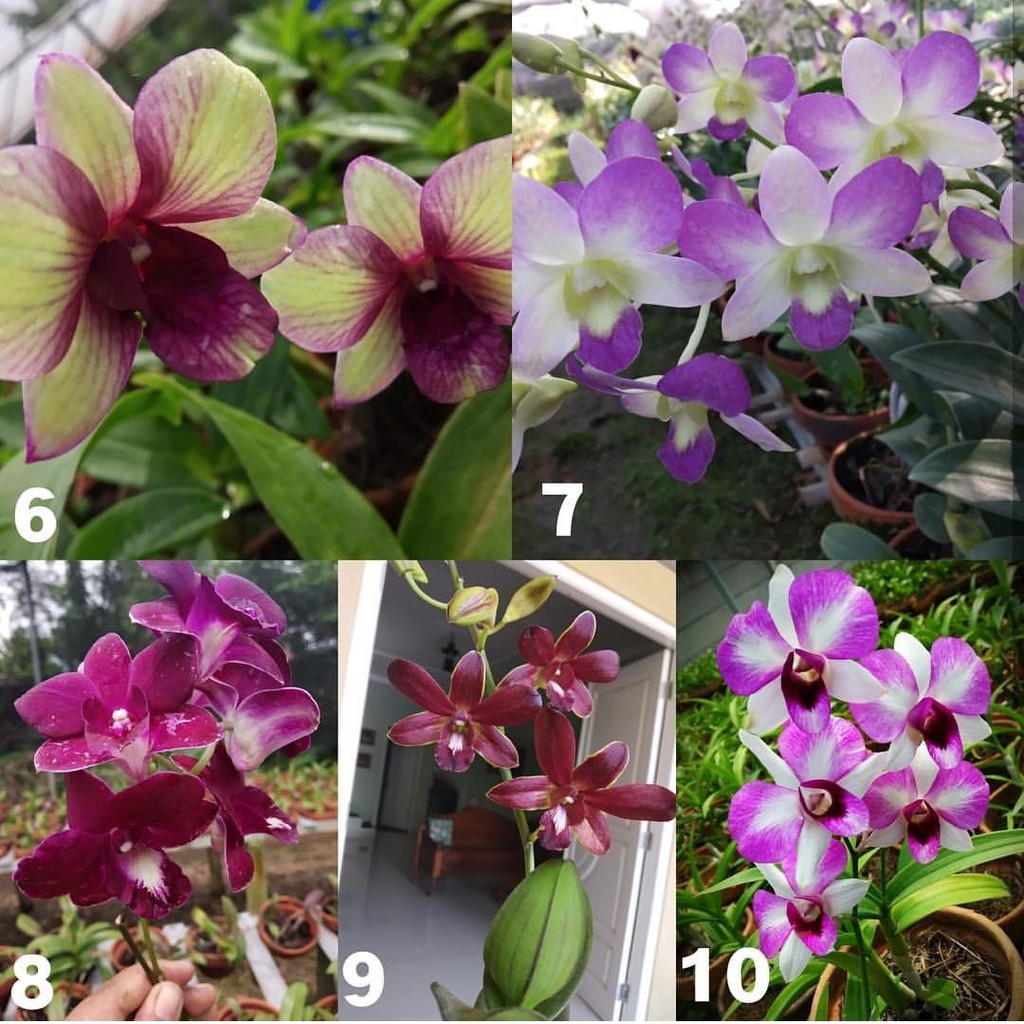 tanaman Anggrek Dendrobium Seedling bibit