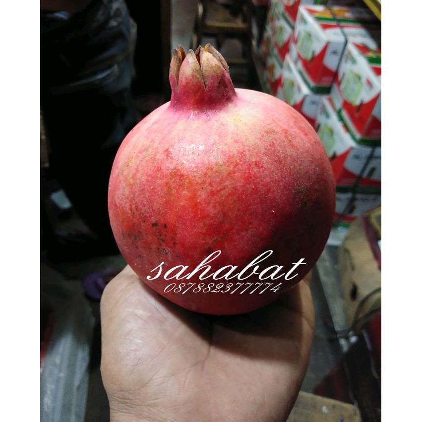 

BEST SELLER BUAH DELIMA MERAH SEGAR