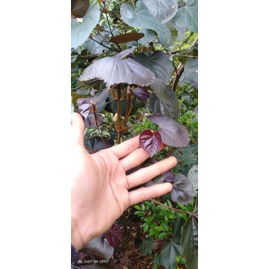 bibit tanaman waru merah super 50-60cm