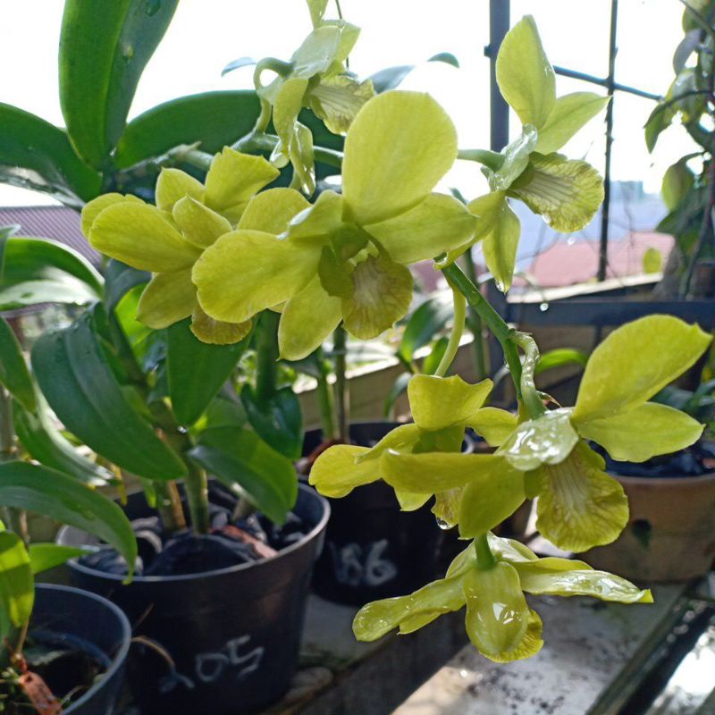 Anggrek Dendrobium Hijau