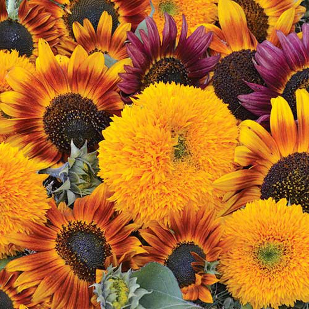 PlantaSeed - 10 Seeds - Sunflower All Sorts Mixture Biji - PAS0245