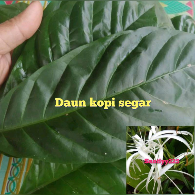 

Daun kopi segar 500 gram