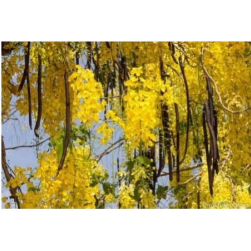 

Buah asam trengguli kayu raja