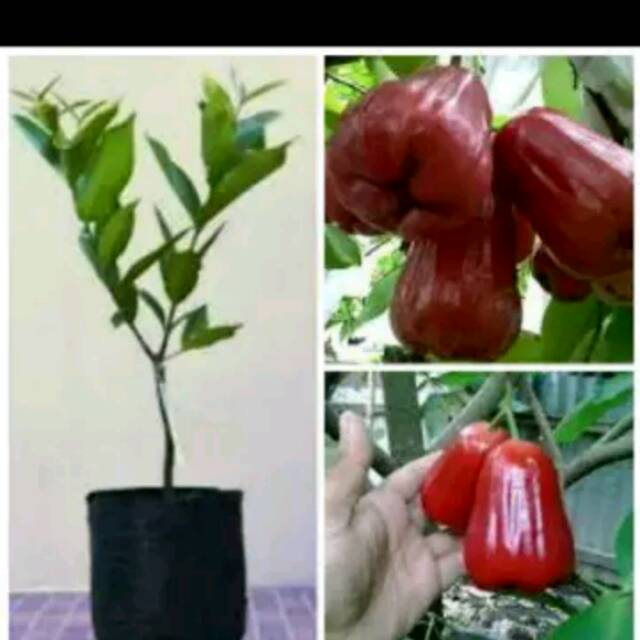 Bibit Pohon Jambu Lilin Merah