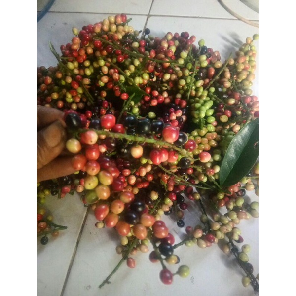 

BUAH BUNI BUAH WUNI SEGAR LANGSUNG PETIK-500 Gram