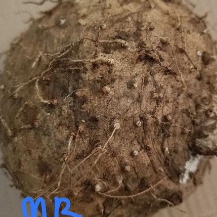 

Umbi gadung mentah segar per 1 kg