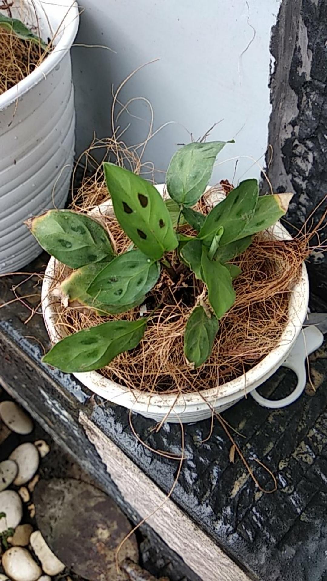 Paket Tanaman Hias Calathea ( Murah )