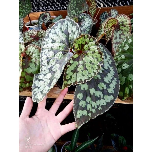 begonia new sp.borneo