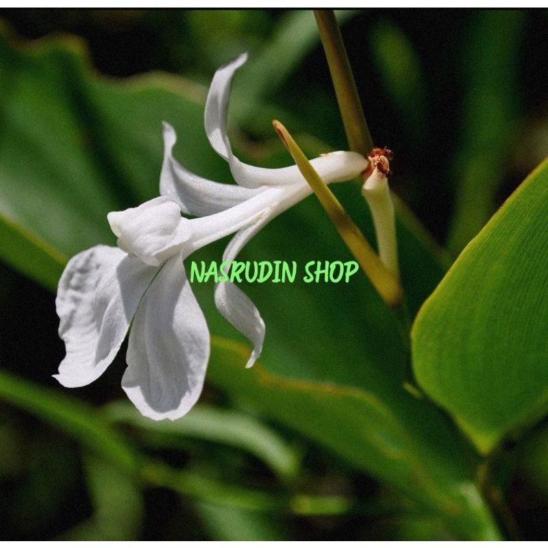 

BUNGA BAMBAN 20 PCS BEMBAN SEGAR LANGSUNG PETIK | BANGBAN | DONAX CANNIFORMIS | BUMBAN | BANBAN | BOMBAN | BAMBAN
