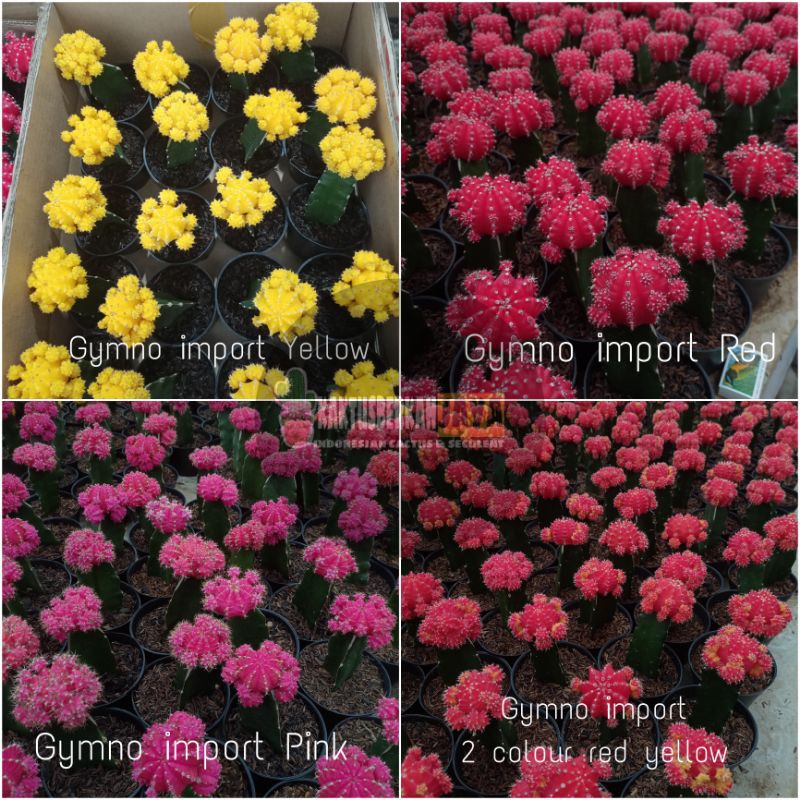 kaktus gymno warna import korea