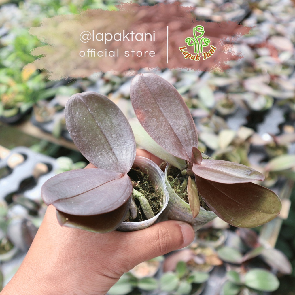 Anggrek Bulan Koleksi Seedling - Bibit Anggrek Bulan