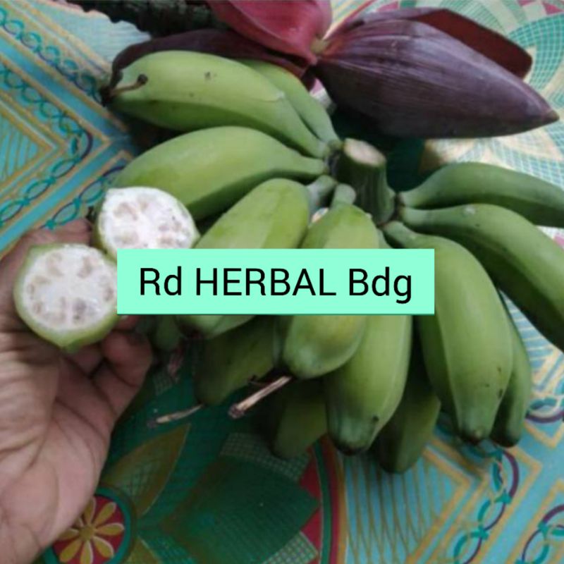 

Pisang batu pisang kelutuk muda 1kg